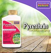 Image result for Pyrethrin