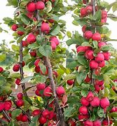 Image result for Mini Apple Tree