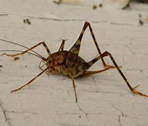 Image result for Cave Crickets Nest