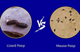 Image result for Finding Mouse Poop