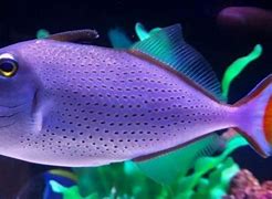 Image result for Sargassum Triggerfish
