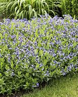 Image result for Amsonia Blue Ice