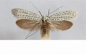 Image result for Deaf Moth