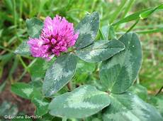 curare l acne dall interno trattamenti naturali per l acne dizionario benessere curare l acne dall interno trattamenti naturali per l acne dizionario benessere