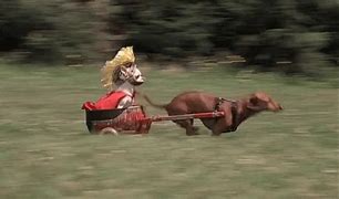Image result for Funny Chariot Pictures