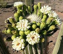Image result for Arizona Succulents