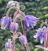 Image result for Aquilegia vulgaris Blue Barlow