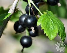 Bildergebnis für Ribes rubrum Roodneus