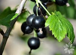 Image result for Ribes rubrum Blanka