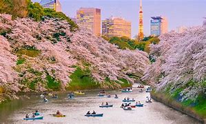 Image result for Hanami Cherry Blossom Viewing