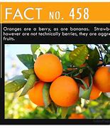 Image result for Fun Facts About Today