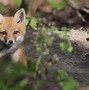 Image result for Forest Foxes