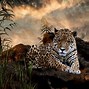 Image result for Animals HD