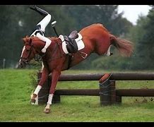 Image result for Funny Horse Falls