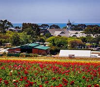 Image result for Chula Vista San Diego Flower Field