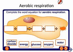 Image result for aerobuc