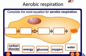 Image result for aerobic