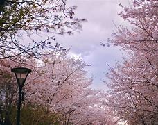 东京樱花 的图像结果