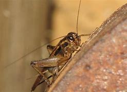 Image result for Raising Crickets