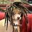 Image result for Funny Dog Wearing Wig and Glasses