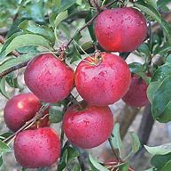 Image result for White Apple Fruit