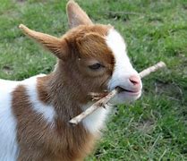 Image result for Cute Goat Meme