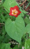 Image result for Ipomoea Coccinea
