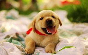 Image result for Cute Happy Puppy