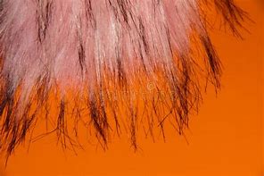 Image result for Pink Fur Background