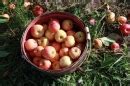 Image result for Macintosh Apple Fruit