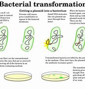 Image result for Viral V Bacterial Infection