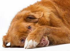 Image result for Peek A Boo Dog