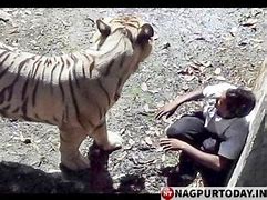 Image result for Tiger Attacks Trainer