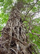 Image result for Vines On Trees