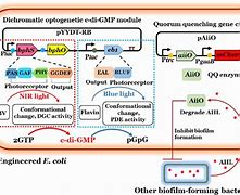 Image result for Gene Circuit