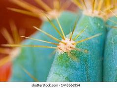 Image result for Saguaro Cactus Spines