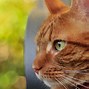Image result for Cat Orange and White Long Tail