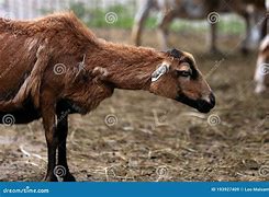 Image result for Volatile Ram