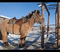 Image result for Russian Horse Breeds