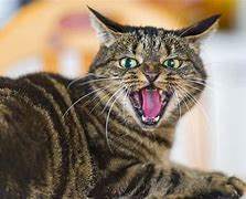 Image result for Angry Cat No Meme