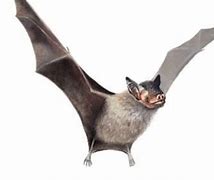 Image result for Bumblebee Bat Predators