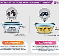 Image result for endosmosis