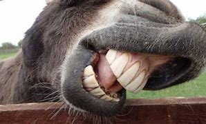 Image result for Donkey's Teeth