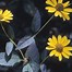 Image result for Heliopsis helianthoides