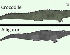 Image result for What's the Difference Between a Alligator and a Crocodile