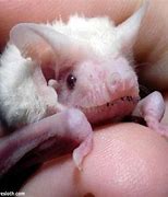 Image result for Albino Black Bat