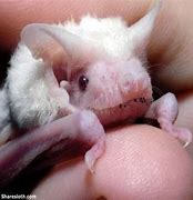 Image result for White Albino Bat