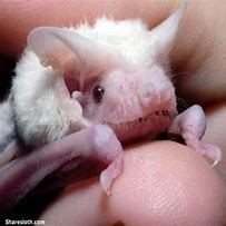 Image result for Giant Albino Bat