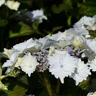 Image result for Hydrangea macrophylla Koria