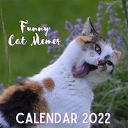 Image result for February Cat Meme